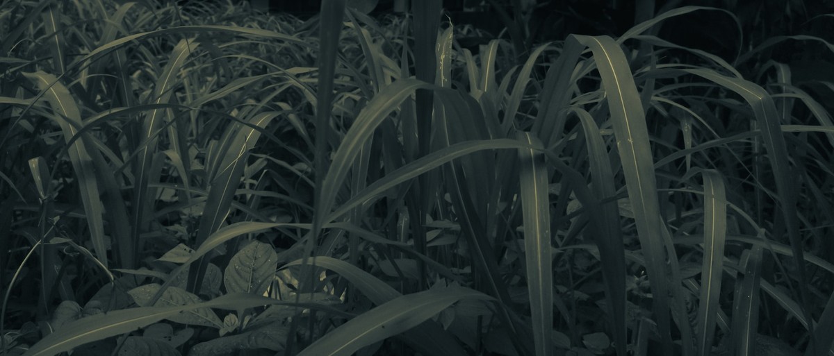 Андрій Петренко